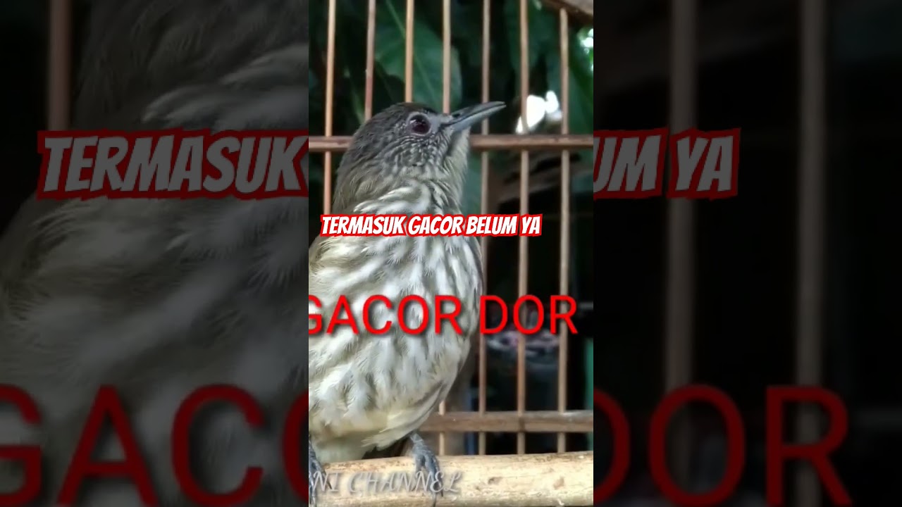 Cucak Rawis GACOR