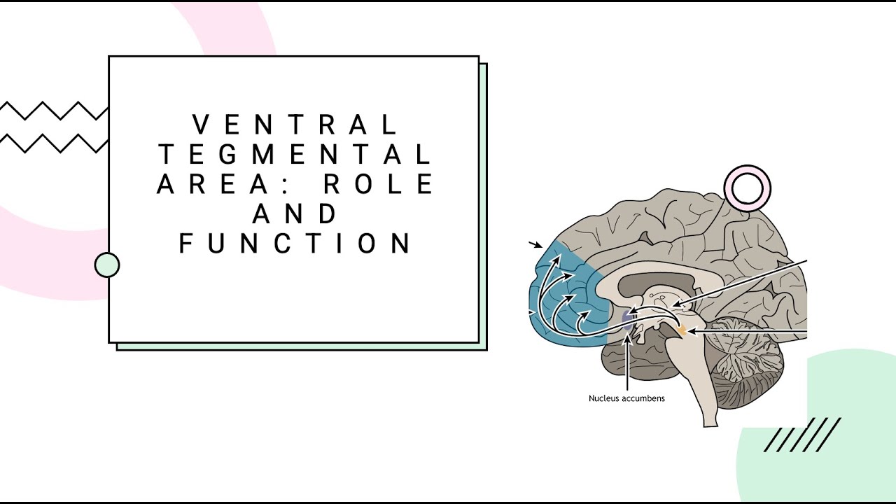 Ventral Tegmental Area: Role and Function