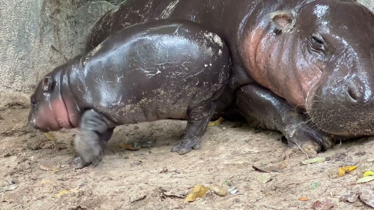 38 วันแม่เริ่มเหนื่อยใจ #moodeng #สวนสัตว์เปิดเขาเขียว #hippo