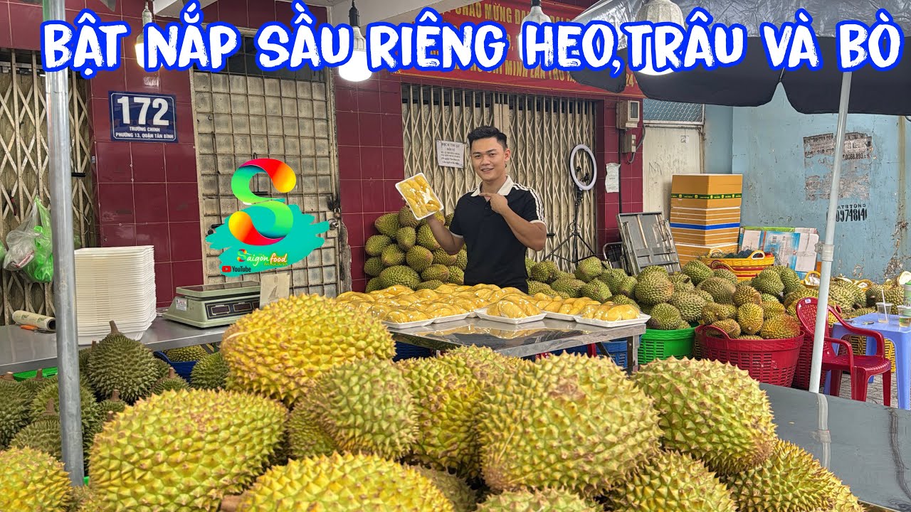 🟢Toàn cảnh Idol bật nắp sầu riêng heo, sầu riêng trâu,sầu riêng bò