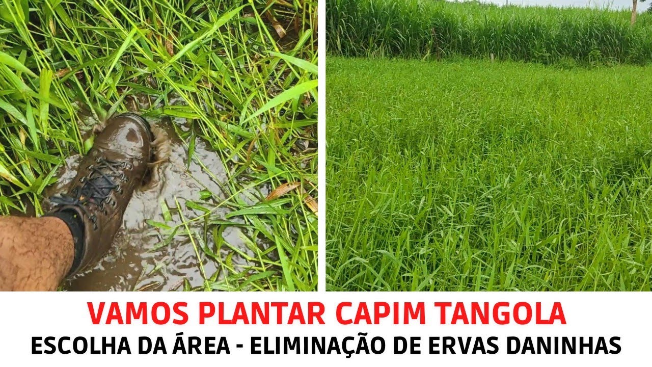 Capim Tangola para baixão alagado/inundado/encharcado/área ideal/ limpeza antes do plantio.