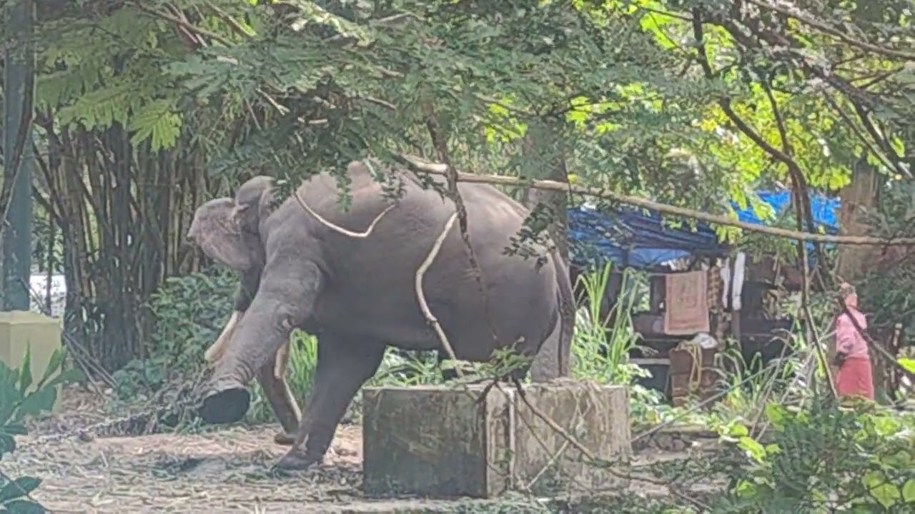 Musth elephant - Swing mood! Aggressive behaviour #asianelephants #elephantbehavior 