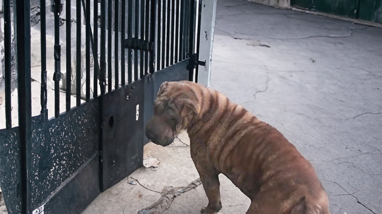 The pregnant dog begged the owner to open the gate to let her in, she was sick