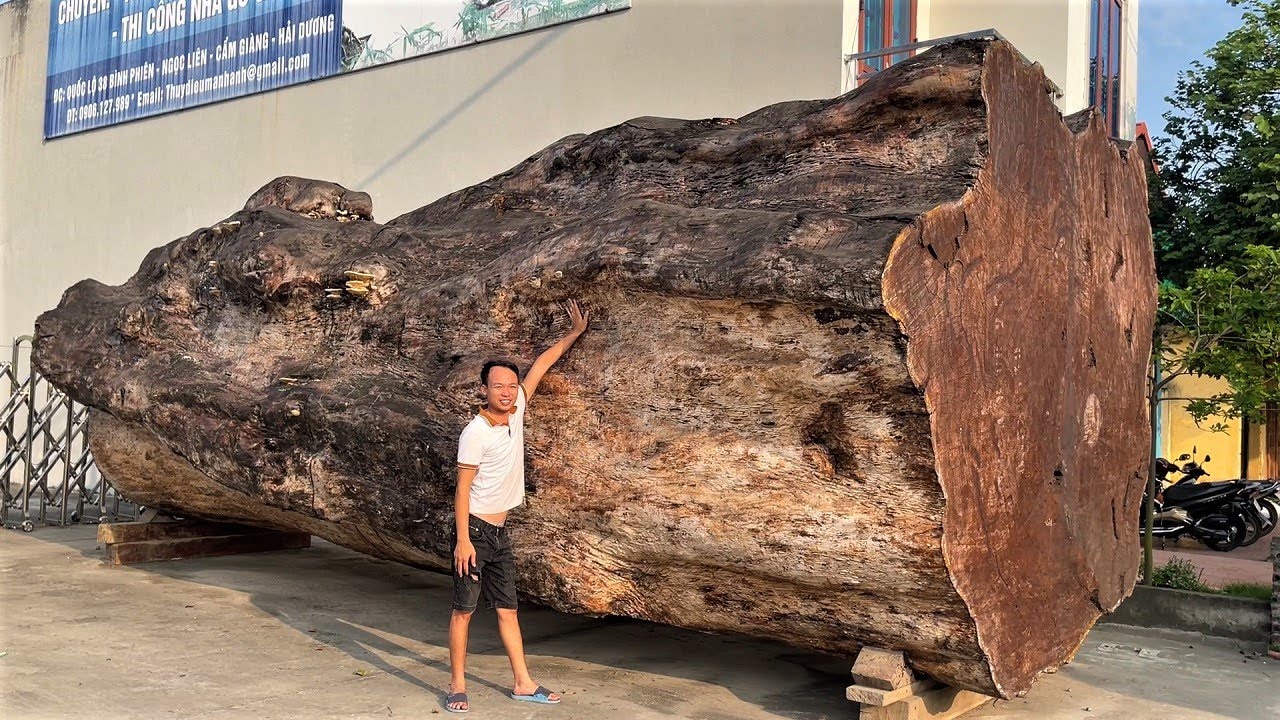 Amazing Sawmill Wood Cutting - Super Huge Old Tree Saw Machine Lifespan Up To Thousands Of Years