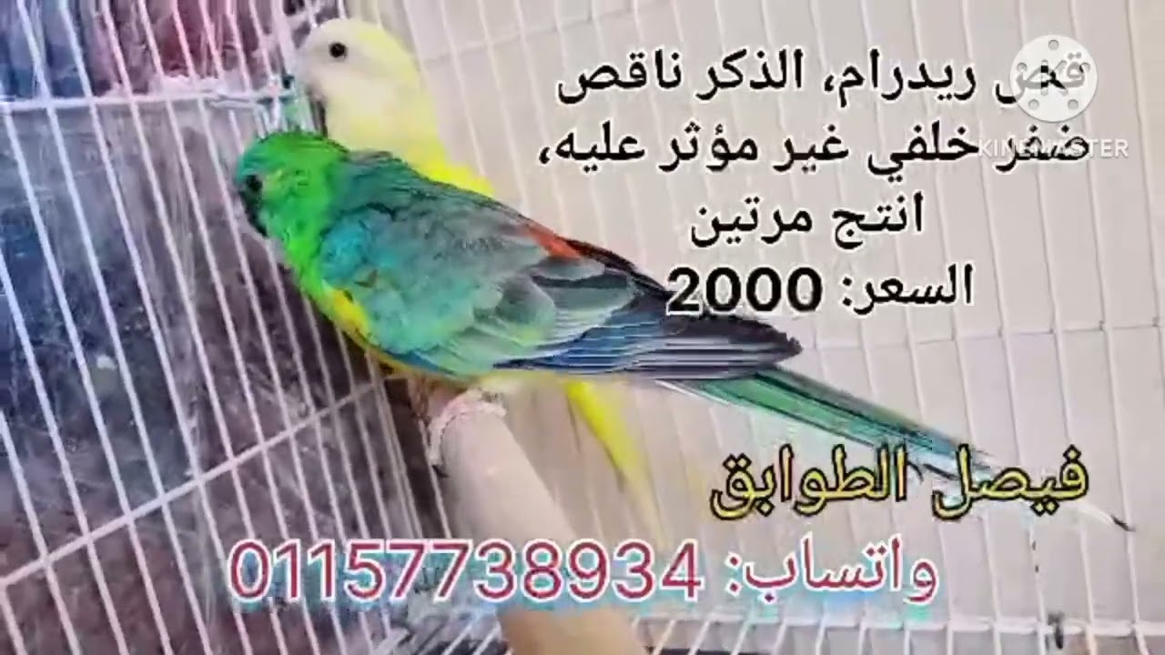 عروض بيع عصافير مشتركين القناة بالأسعار وأرقام اصحابها الخميس ٥مارس الجزء الاول