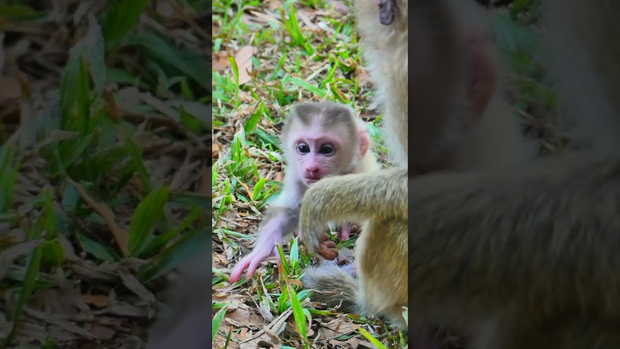 new born baby monkey Levy moment  #baby #monkey #viral  #animals #animallife #babyanimal #shorts