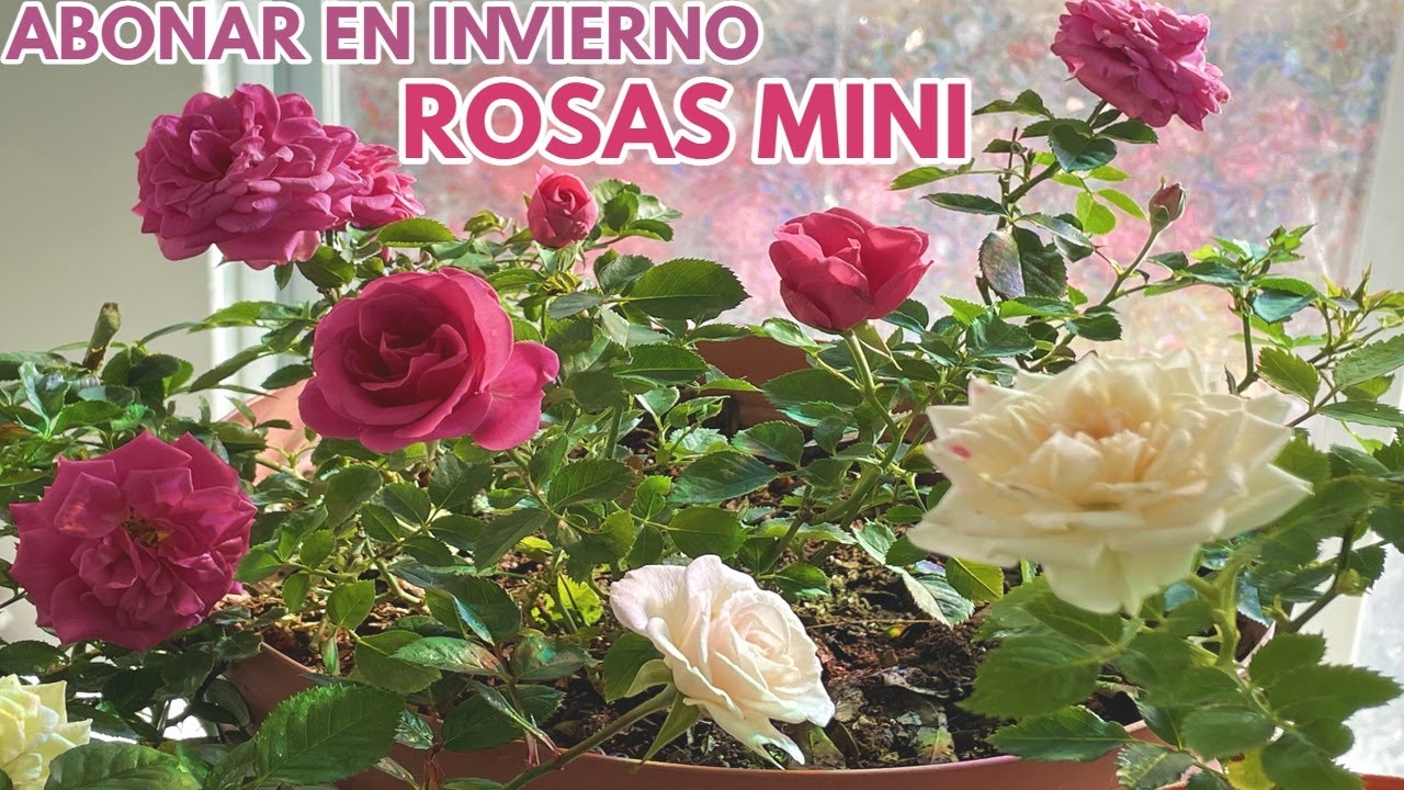 rosas y rosales cuidados en invierno abono chuyito jardinero