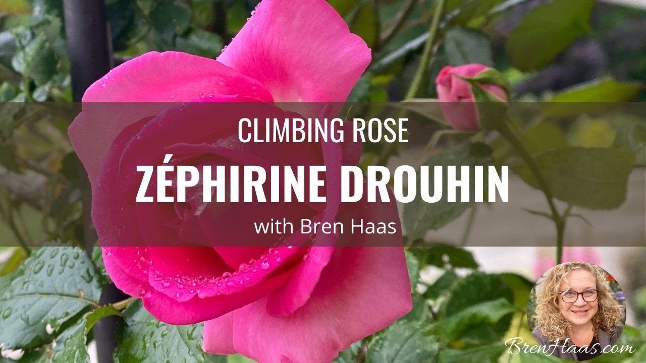 Z&Eacute;PHIRINE DROUHIN Climbing Rose Review