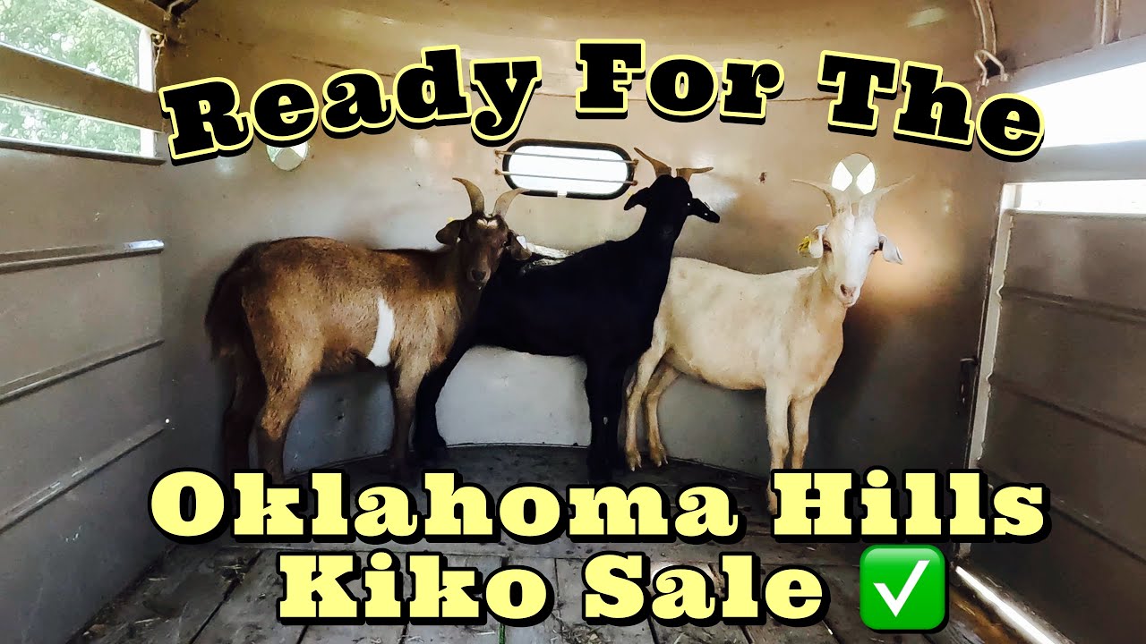 Наши козы готовы к распродаже коз Kiko | Новости обо мне | Готовим наших коз к продаже