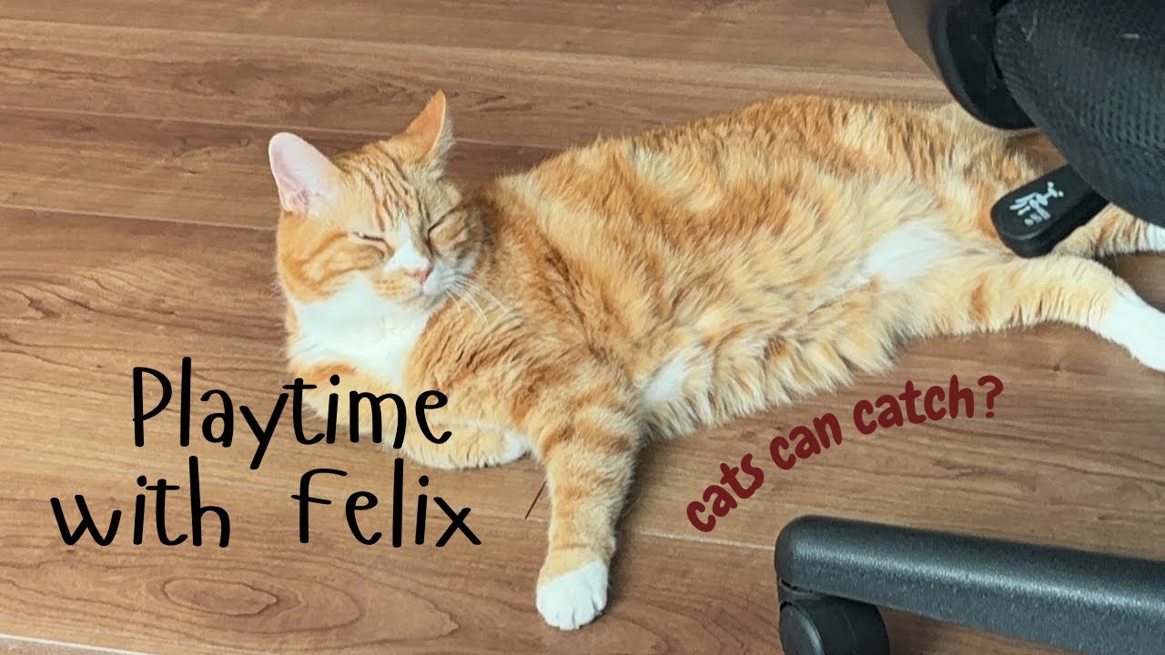 Playtime with Felix