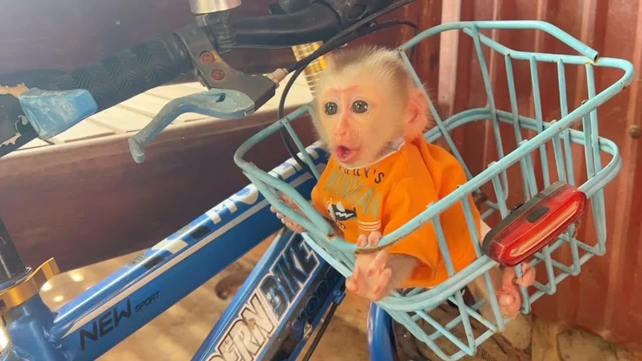Baby Monkey Mato Stuck Inside Bicycle's Basket Waiting Mom Pick Up