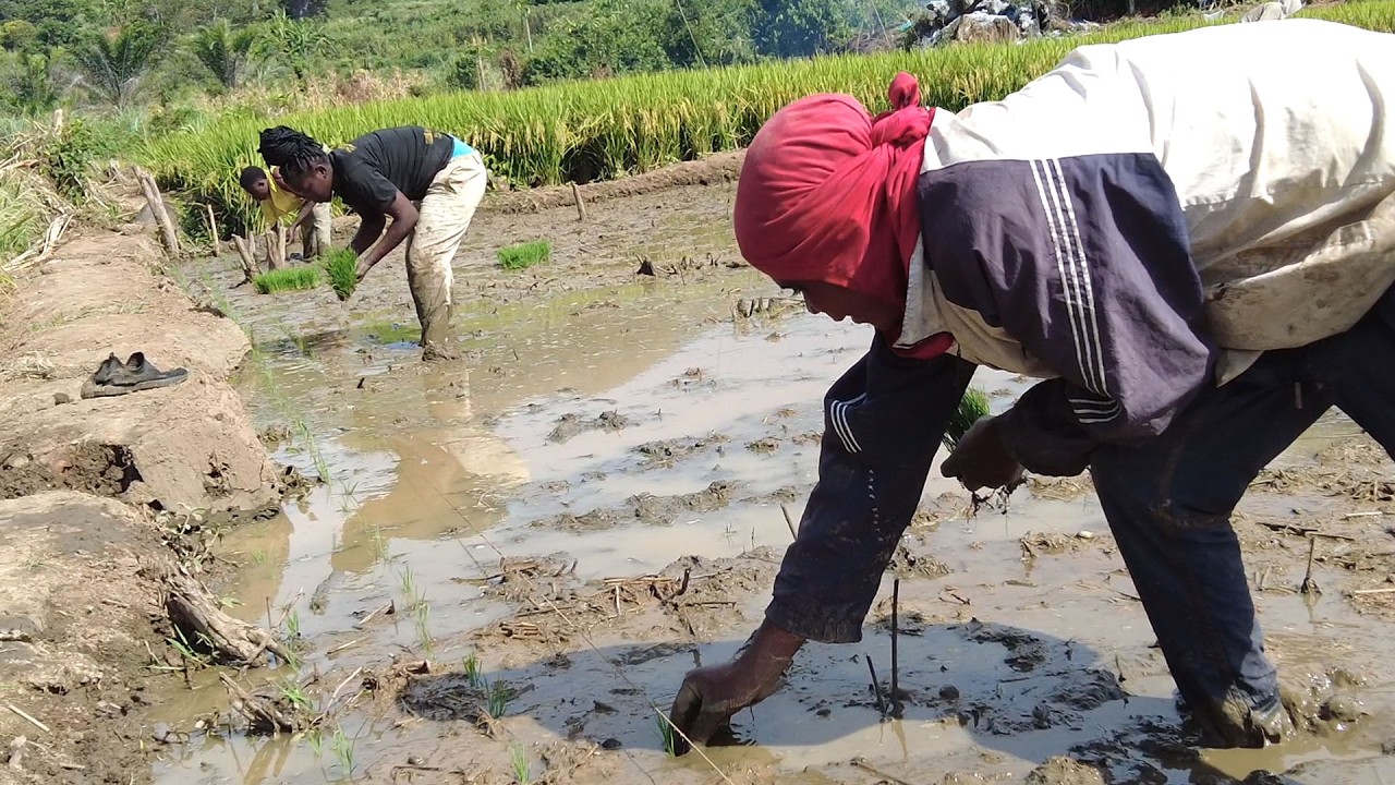 Lần đầu đưa lúa Khang Dân vào cấy tại trang trại  || Tony Phong cuộc sống Châu Phi