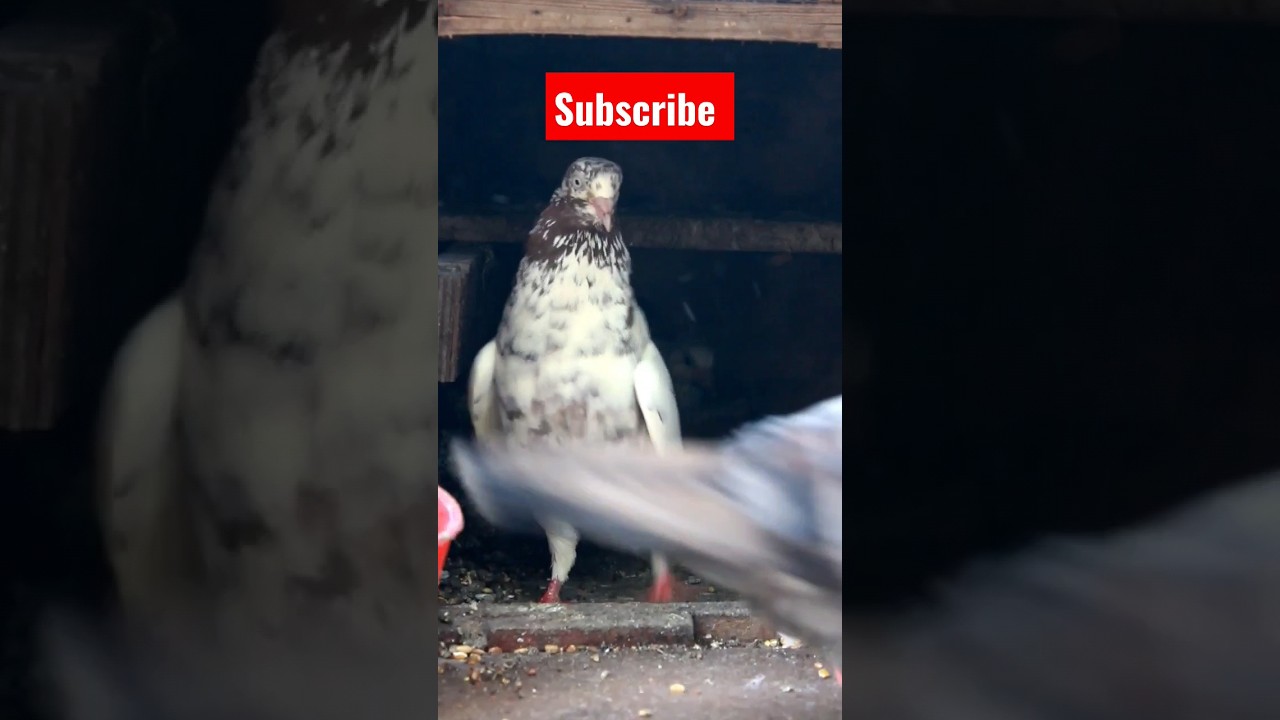 breeding roller pigeons rolling video in tamil \\ #kabootar #pigeons #pigeonlover #pigeon #ytshorts