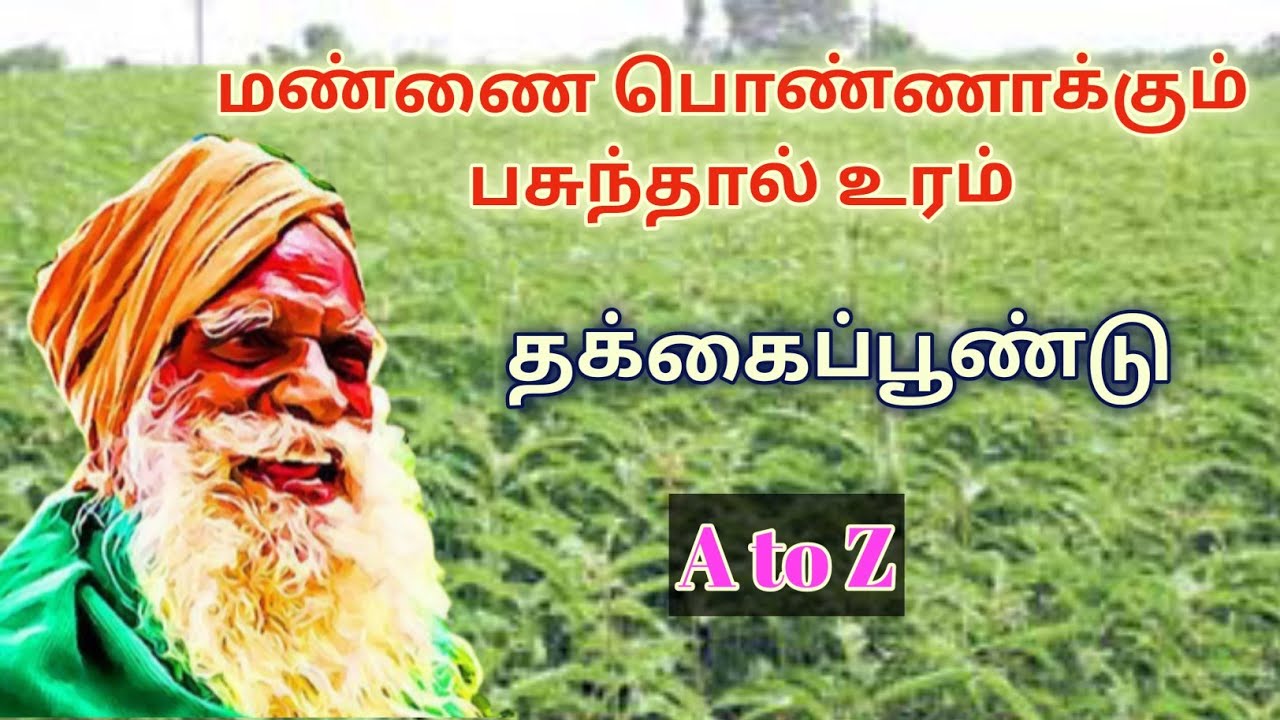 Thakkai poondu in Tamil/தக்கைப்பூண்டு விதைப்பு முறை/ Organic farming/ மண்ணை வளமாக்கும் பசுந்தாள்..