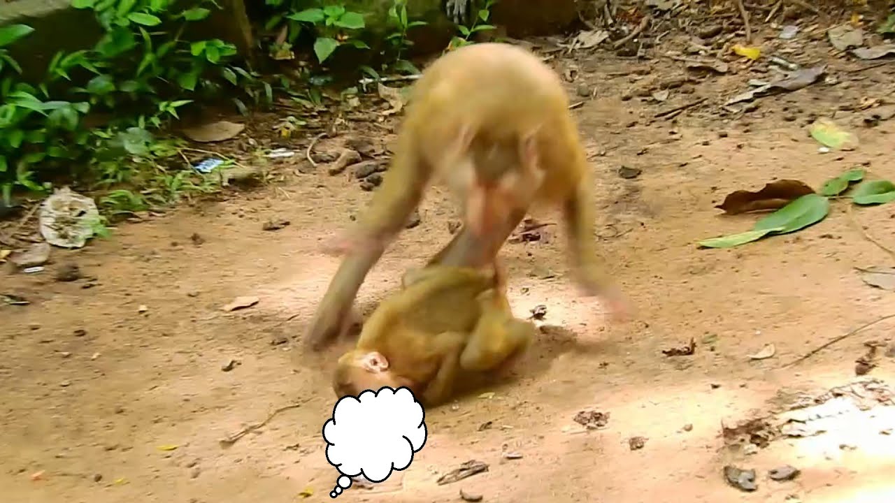 OMG! Libby bite baby Angela refuse to play with baby Rainbow, Why Libby hate and bite baby Angela?