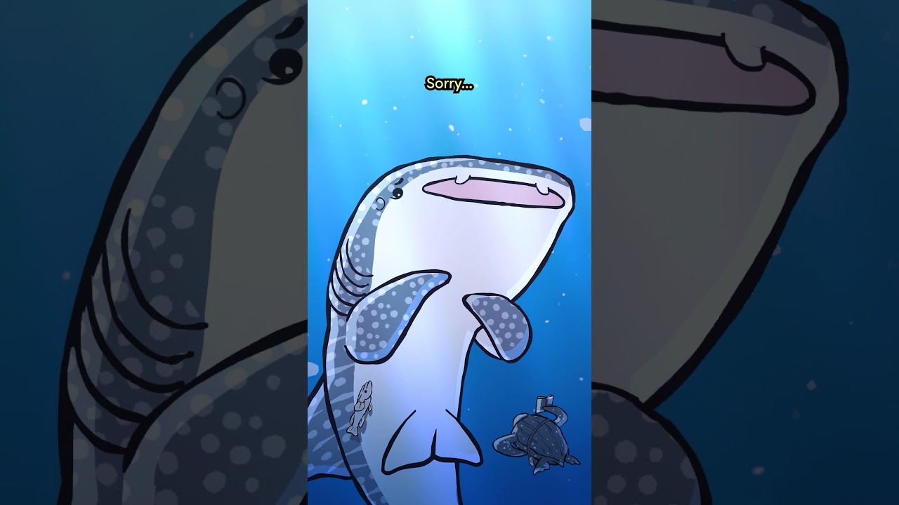 Китовая акула 🐋🦈 