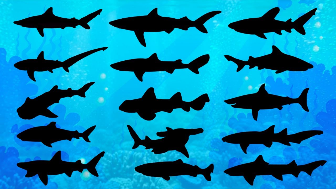 🦈 Adivinhe a Sombra do Tubarão! Quiz Divertido e Educativo para Crianças | Jogo dos Tubarões