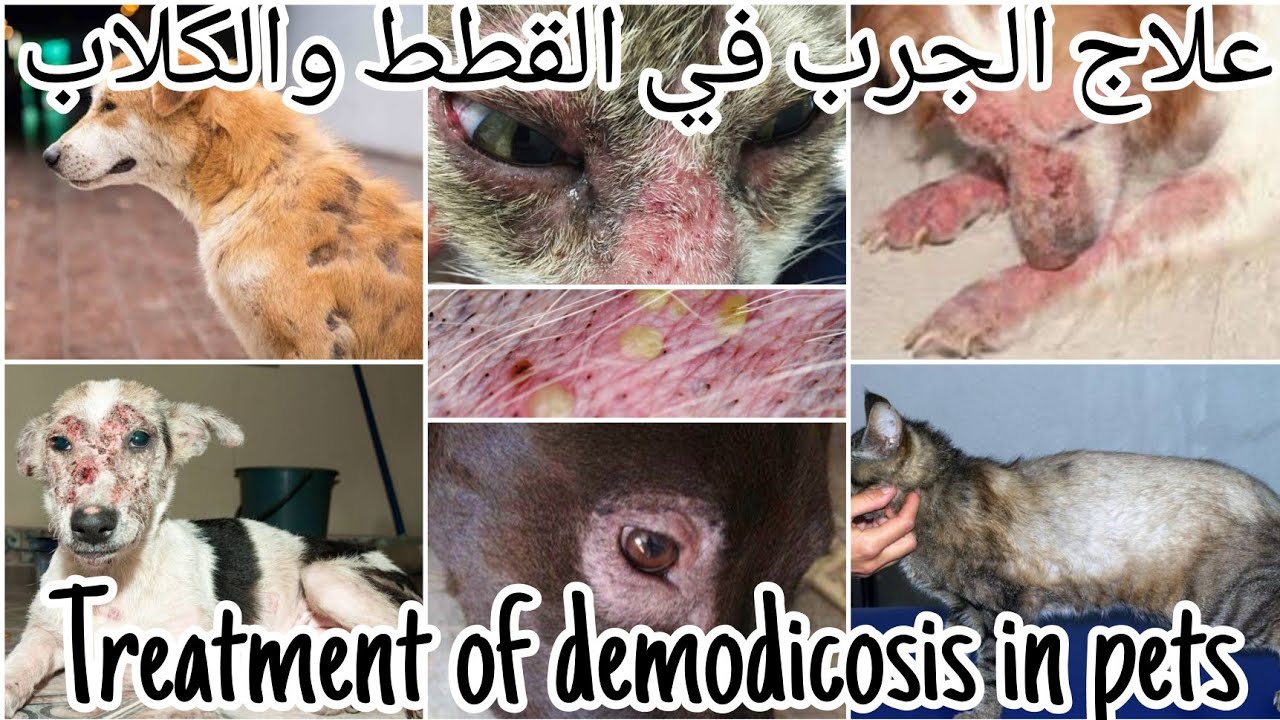 علاج الجرب في القطط والكلاب وانواعه Treatment of demodicosis in dogs & cats