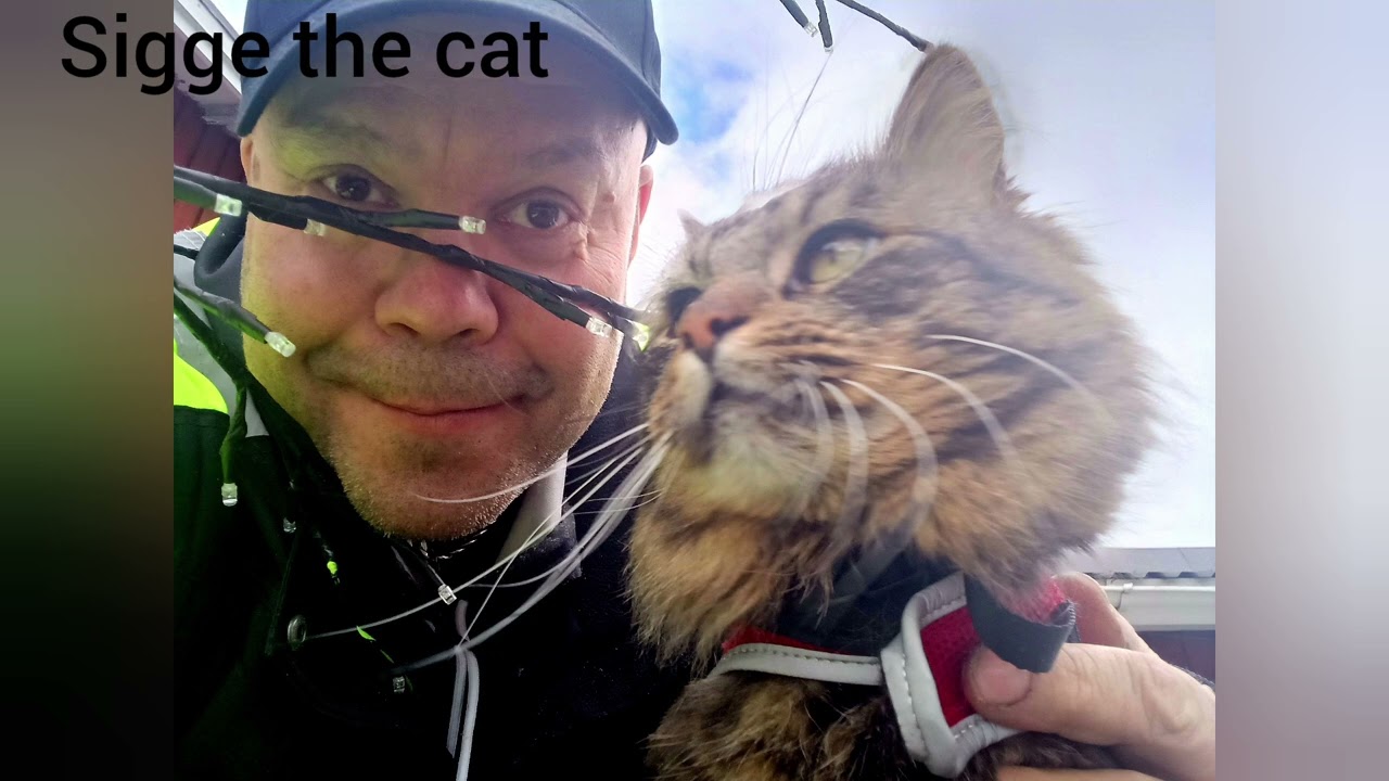 Sigge the cat (flygare)