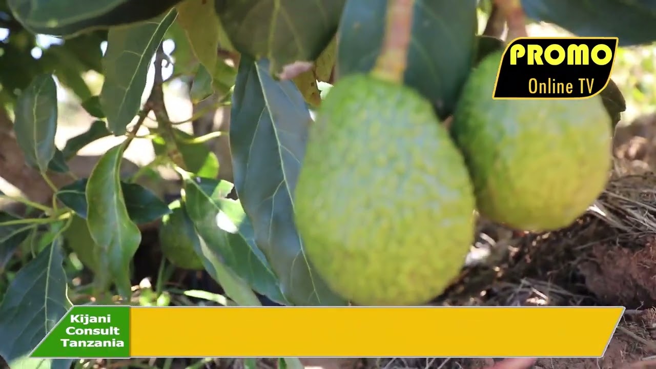 Usianze kilimo cha #PARACHICHI-KIBIASHARA kabla ya kufanya mambo haya muhimu ili kuepuka hasara
