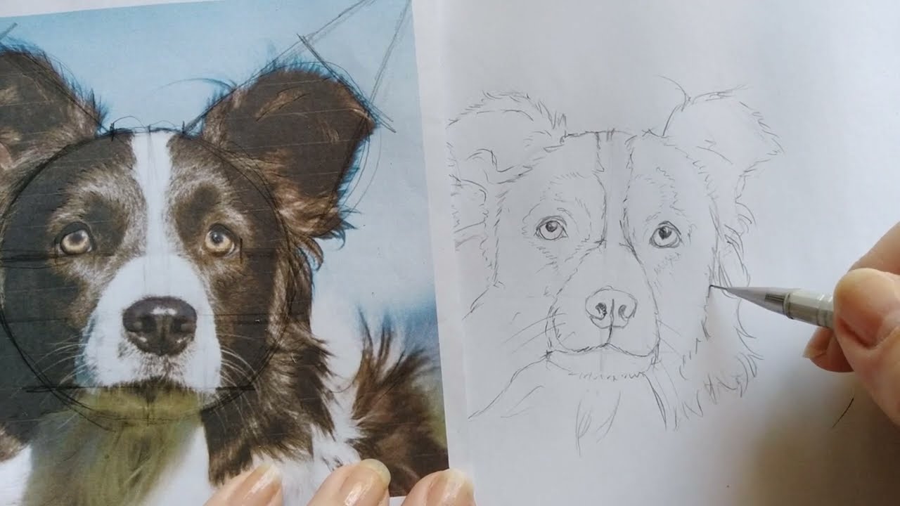 Como desenhar esboço do cachorro border collie: 1de 4