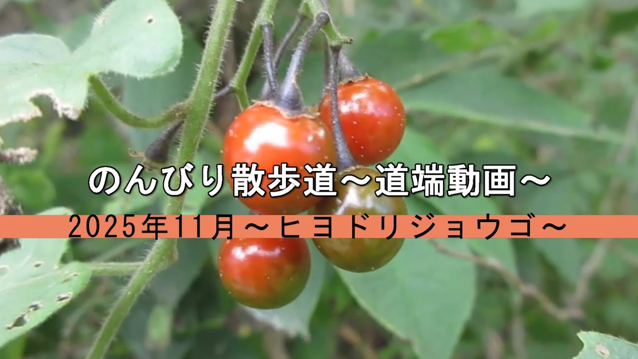 のんびり散歩道～道端動画～　2025年11月～ヒヨドリジョウゴ～