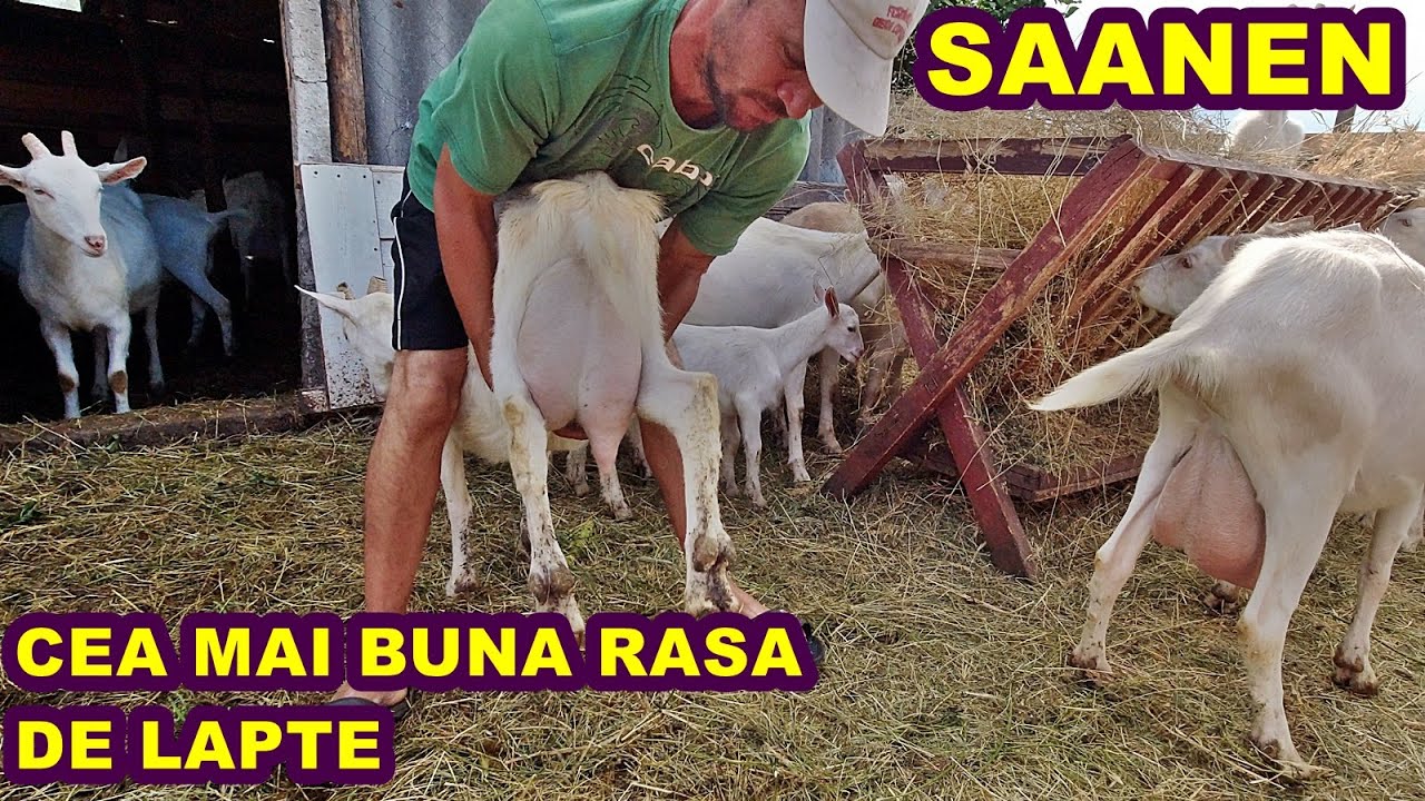 CAPRE RASA SAANEN ,JUD.IALOMITA - CEA MAI TARE RASA DE LAPTE!