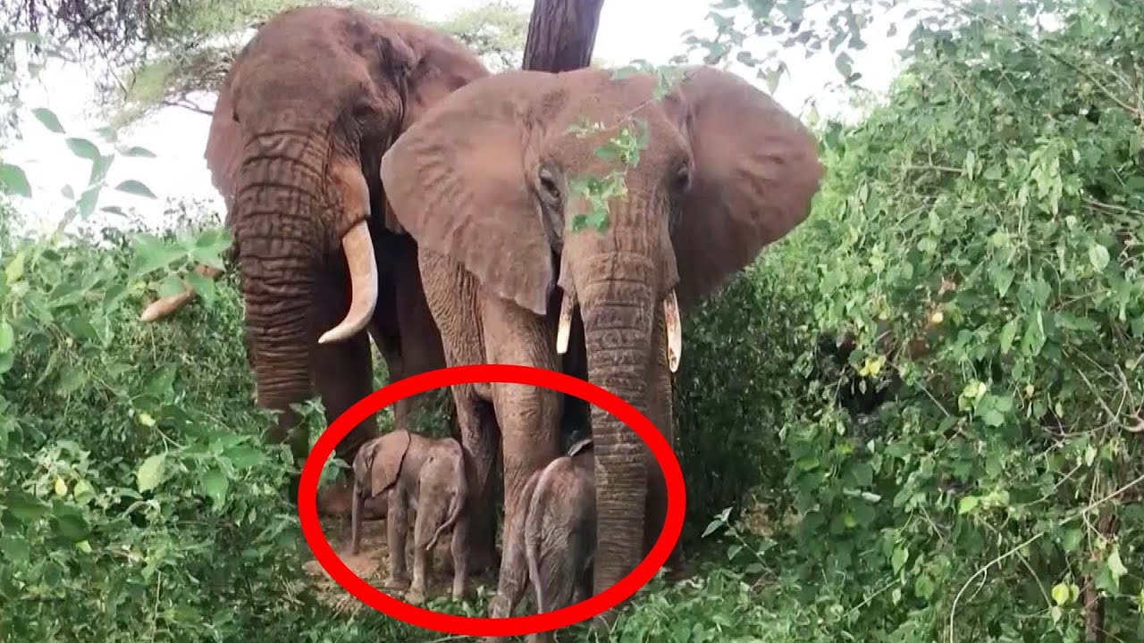 Rare Twin Elephants Born in Africa