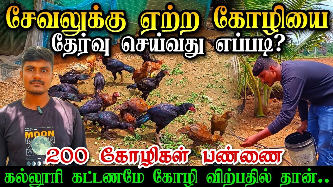 பெருவெடைகோழி BREEDING அமைப்பு | சேவலையும் பெட்டைக் கோழியையும்  தேர்ந்தெடுத்தல் | Breeding Ideas