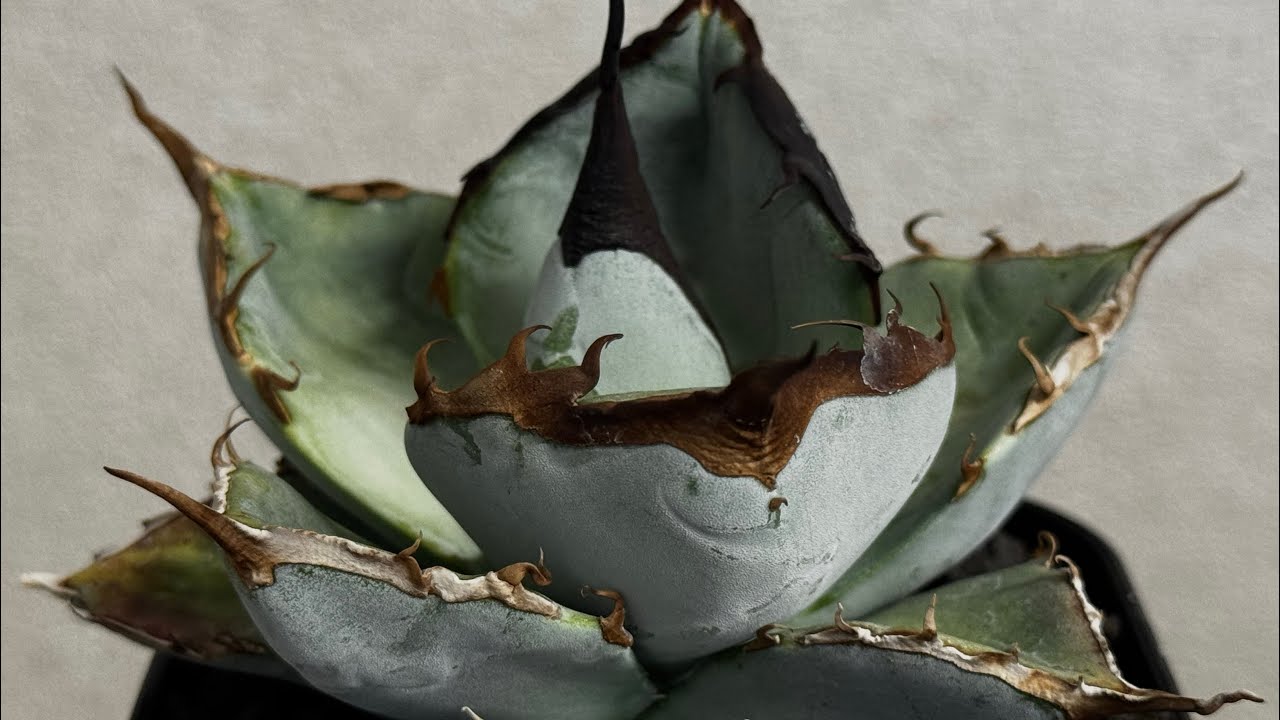 20260214 アガベ・チタノタ LQH_土（芽）007｜agave titanota saturn