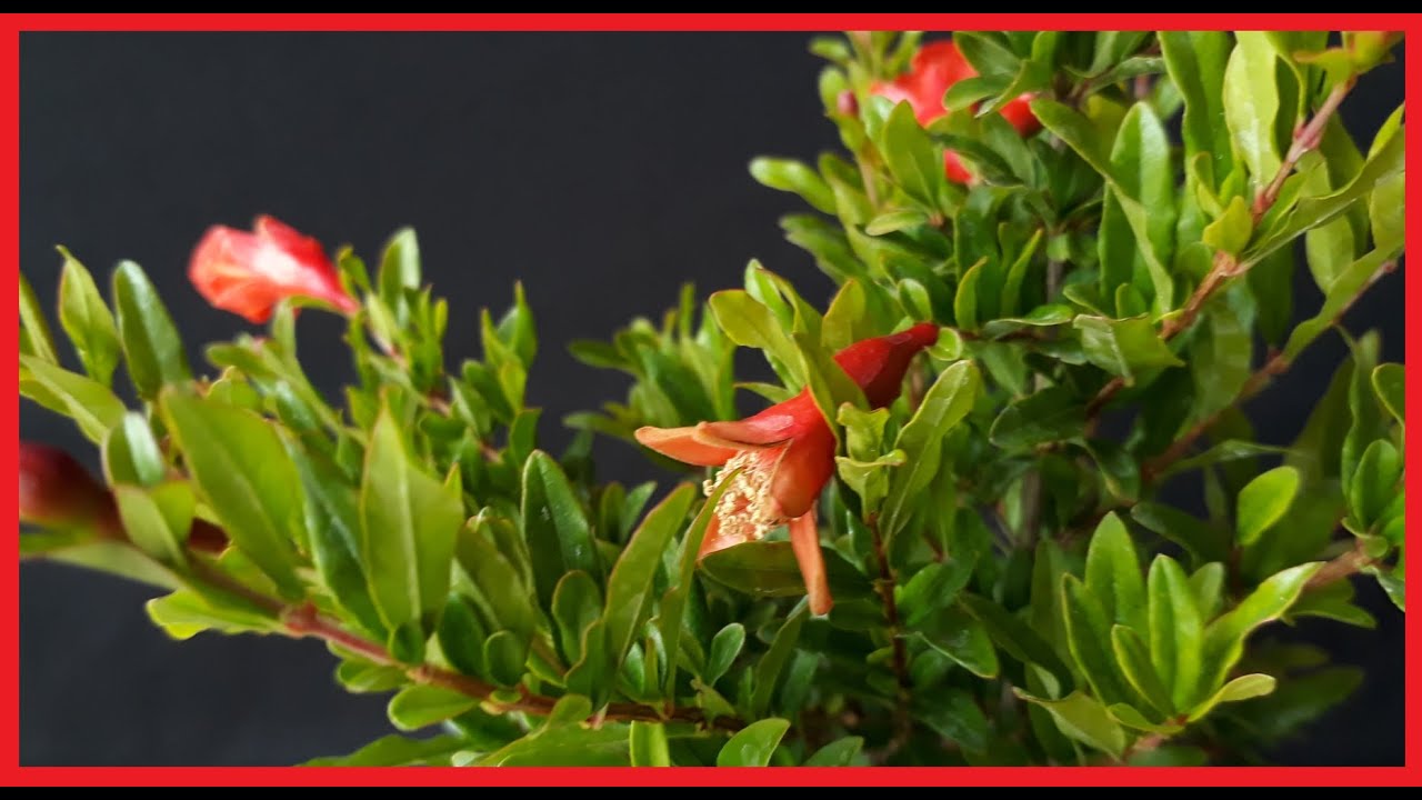 BONSAI de PUNICA GRANATUM NANA pinzado y diseñado - flor y fruto