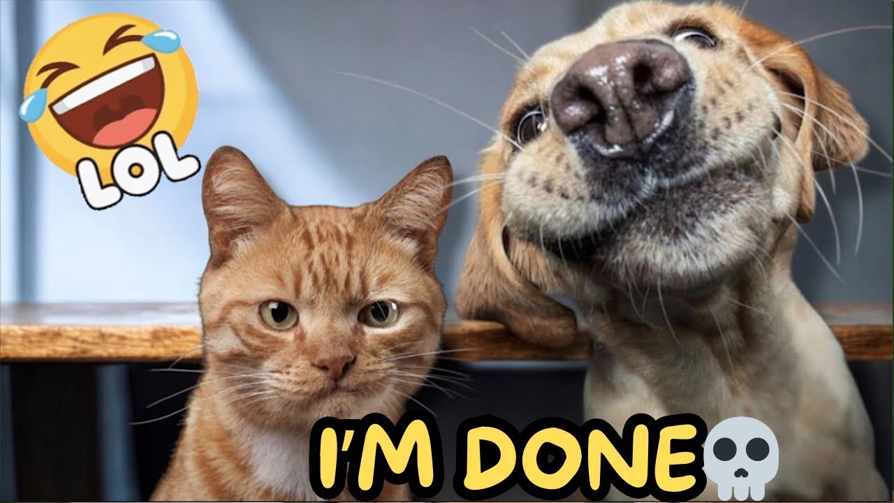 Cats & Dogs Funny Compilation 29 | That’ll Make You Laugh Out Loud! 😹🐕