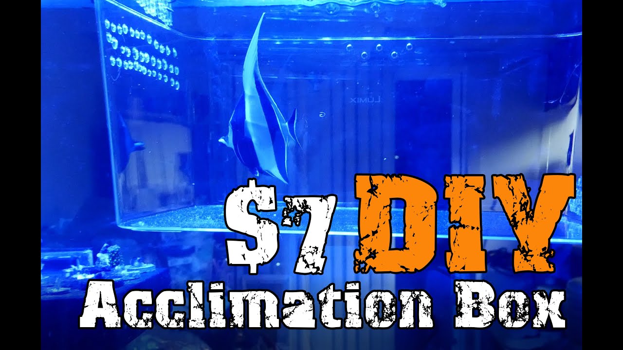 How to make a DIY Isolation  Box for $7.00 :||: NEW FISH