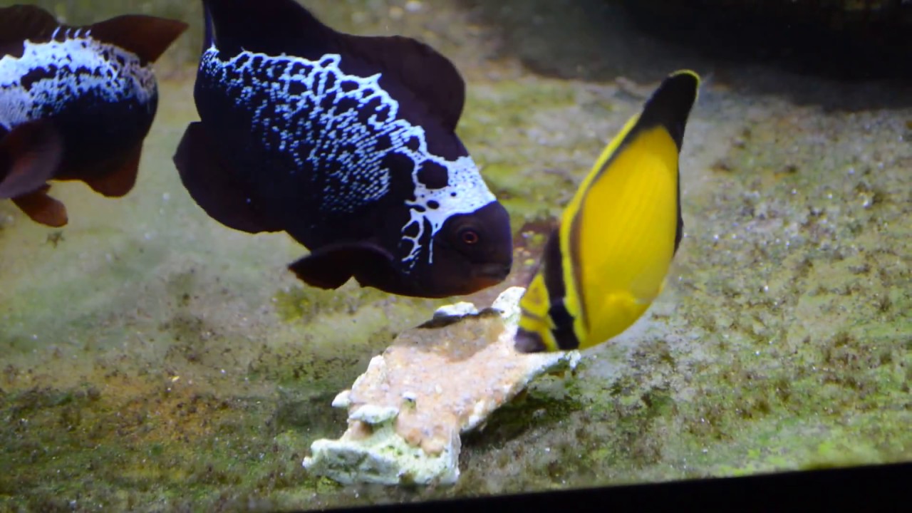 Arabian Butterflyfish, Chaetodon melapterus, eating Repashy Superfood