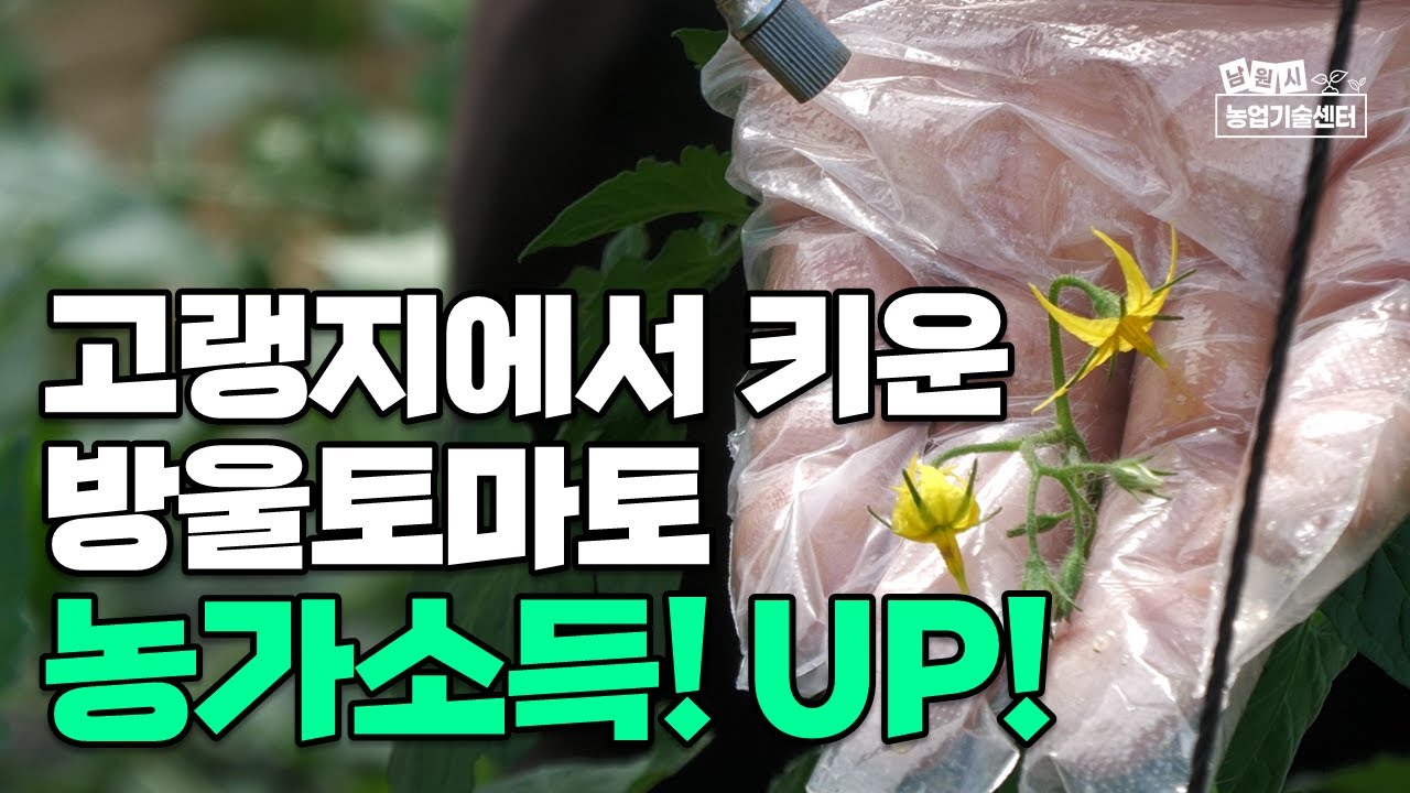 방울토마토 재배 정식시기 및 토마토수정방법