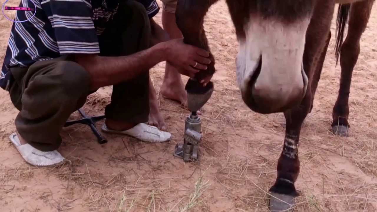 اذكياء بلا عقول bou saada