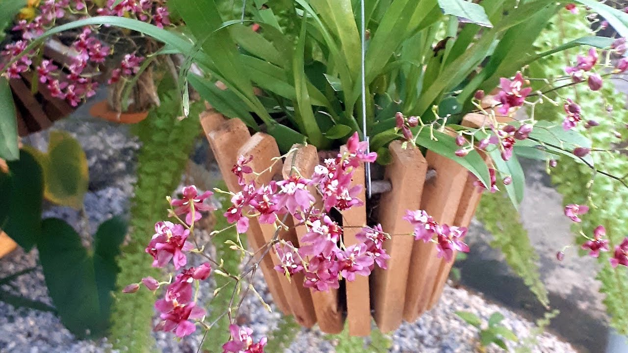 Como conseguir uma super floração no Oncidium Twinkle😊🌺