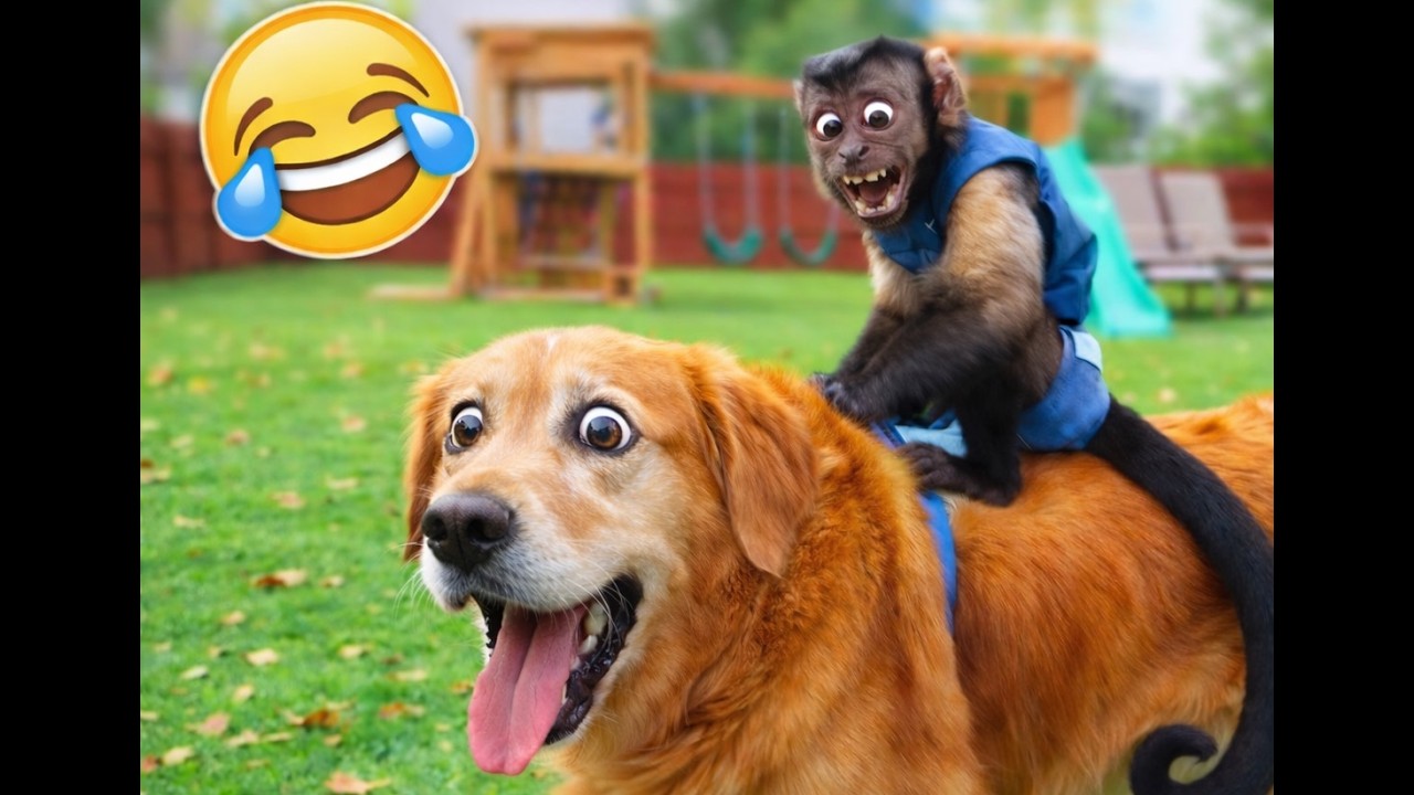 Funny Animals Playing and Pranks  😂 FUNNIEST ANIMAL VIDEOS