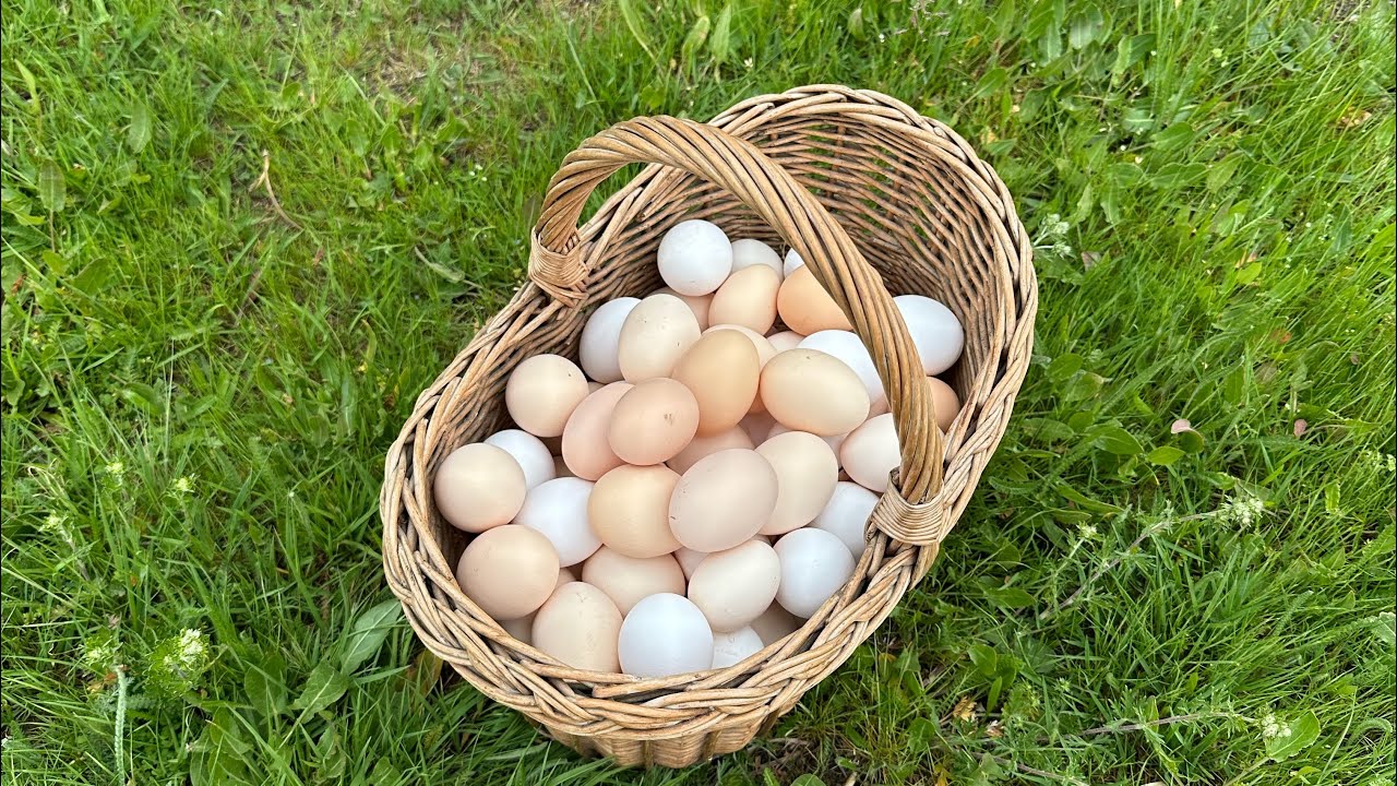 Zbieram jajka… ALE TEGO SIĘ NIE SPODZIEWAŁEM! 🥚🟢🟦
