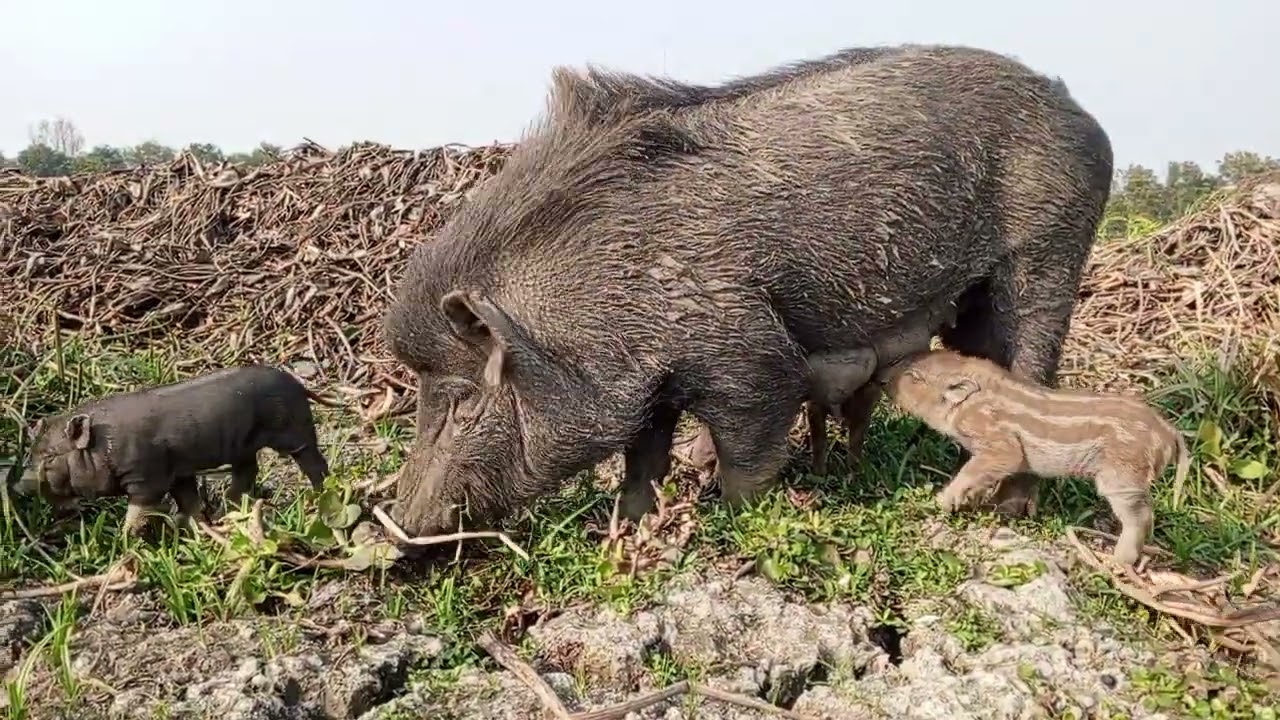 Best animals video. Village pig eating kocu. Activities baby pigs