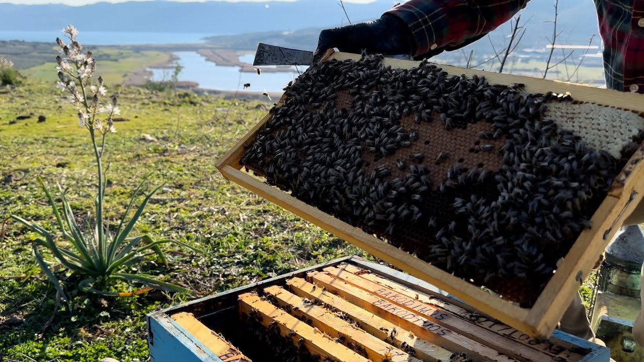 Ανάπτυξη Μελισσίων από τον Φεβρουάριο 2024🐝 (Επεισόδιο 2)