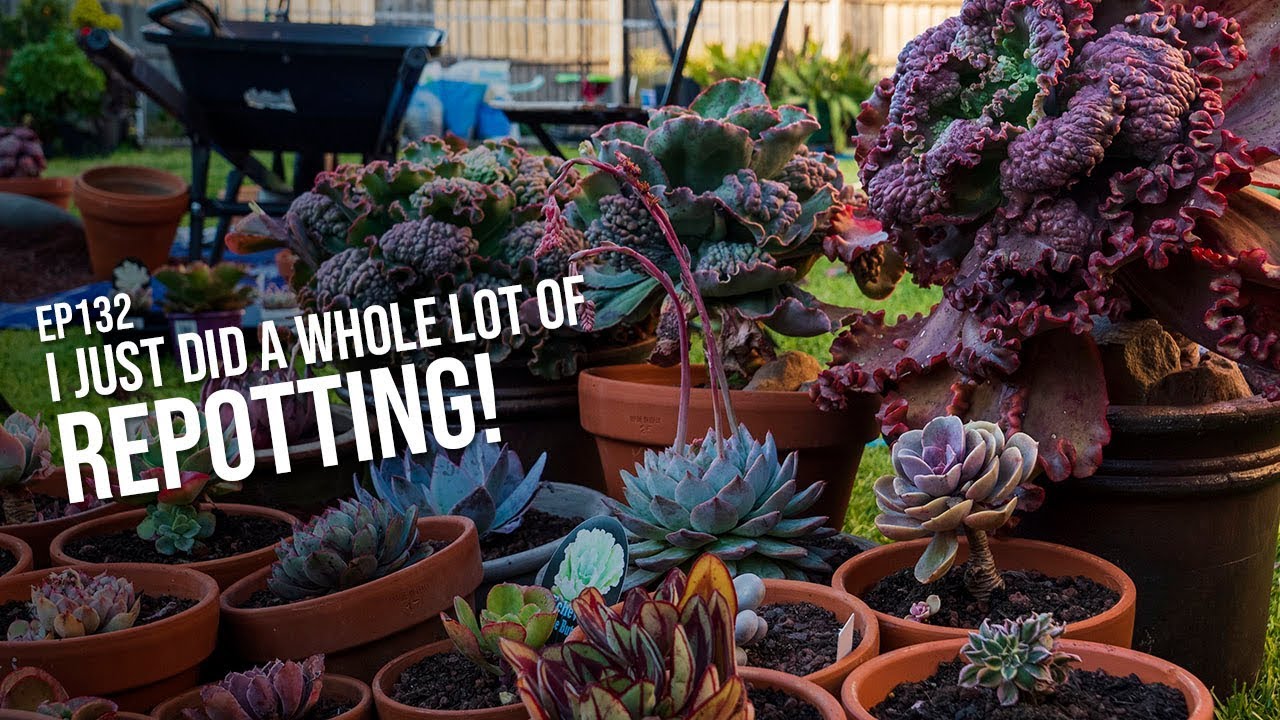 #132 I repotted a lot of succulents today!