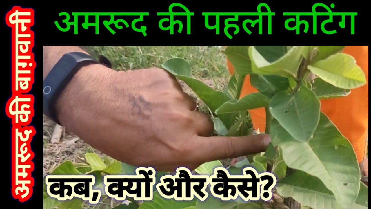 177. अमरूद में पहली कटिंग कब, क्यों और कैसे करें।