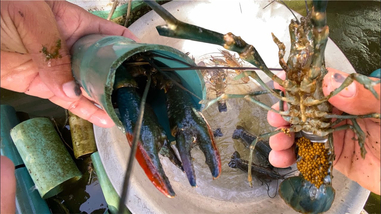 Cleaning up Australian lobster ponds🦞🦞🦞🦞