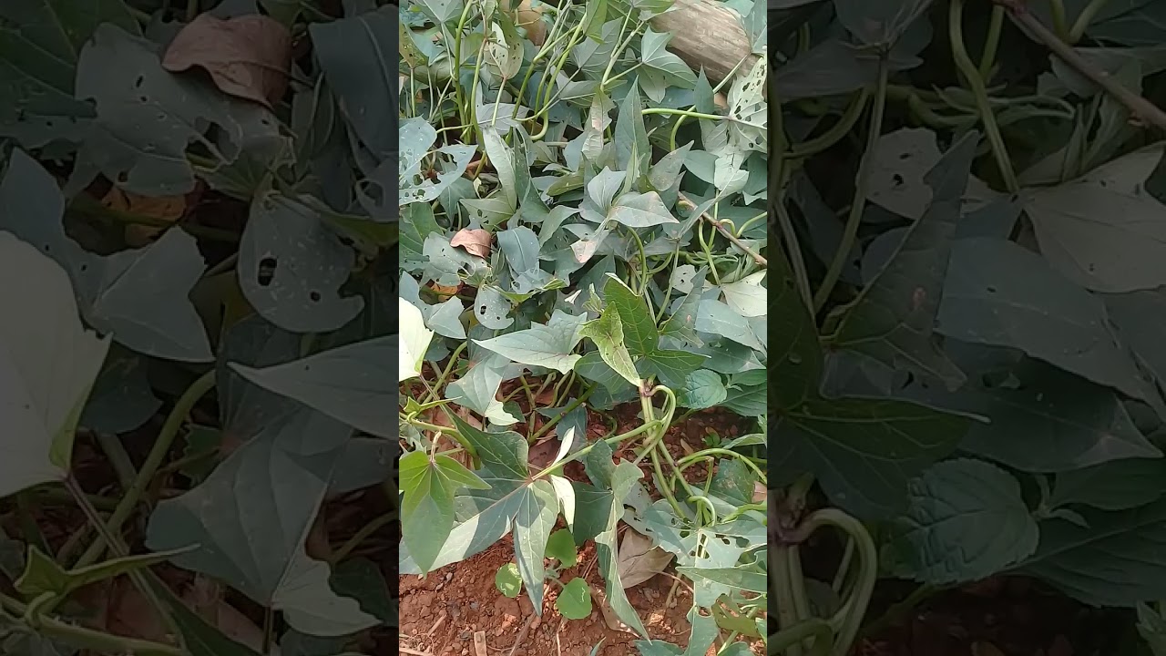 daun ubi jalar ungu