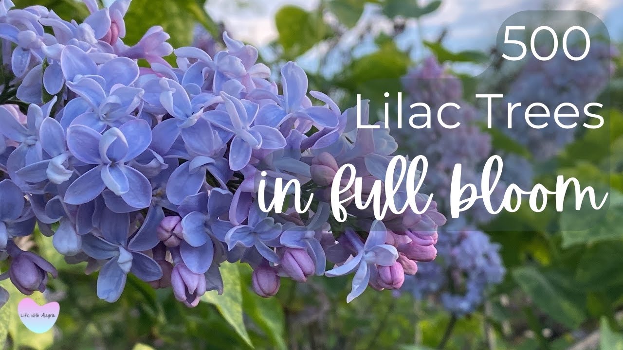 Centennial LILAC GARDEN Niagara Falls the story and meaning of lilacs