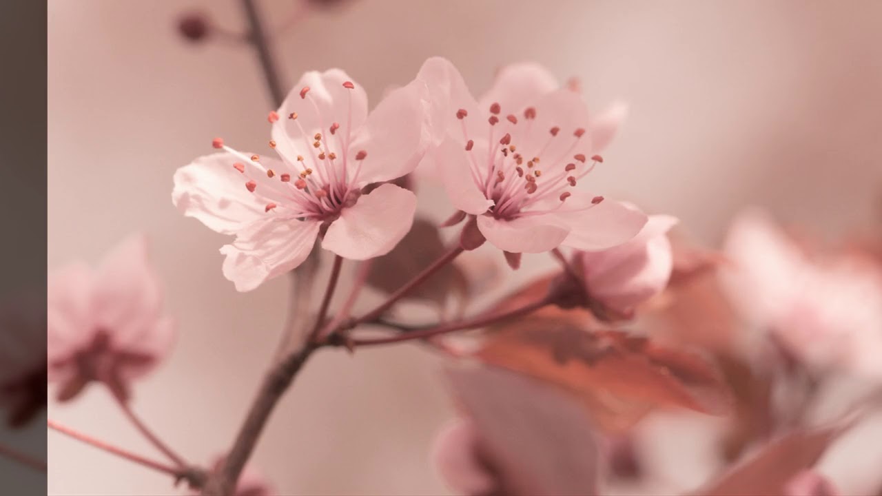 Mika Nakashima -Sakurairo maukoro [ 桜色舞うごろ]