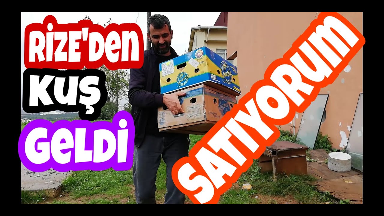 Rizeden Kuş Geldi, Satıyyuurum Daaa. 13 Taklacı 1000 Pey. SAHİPLENDİRİLDİ