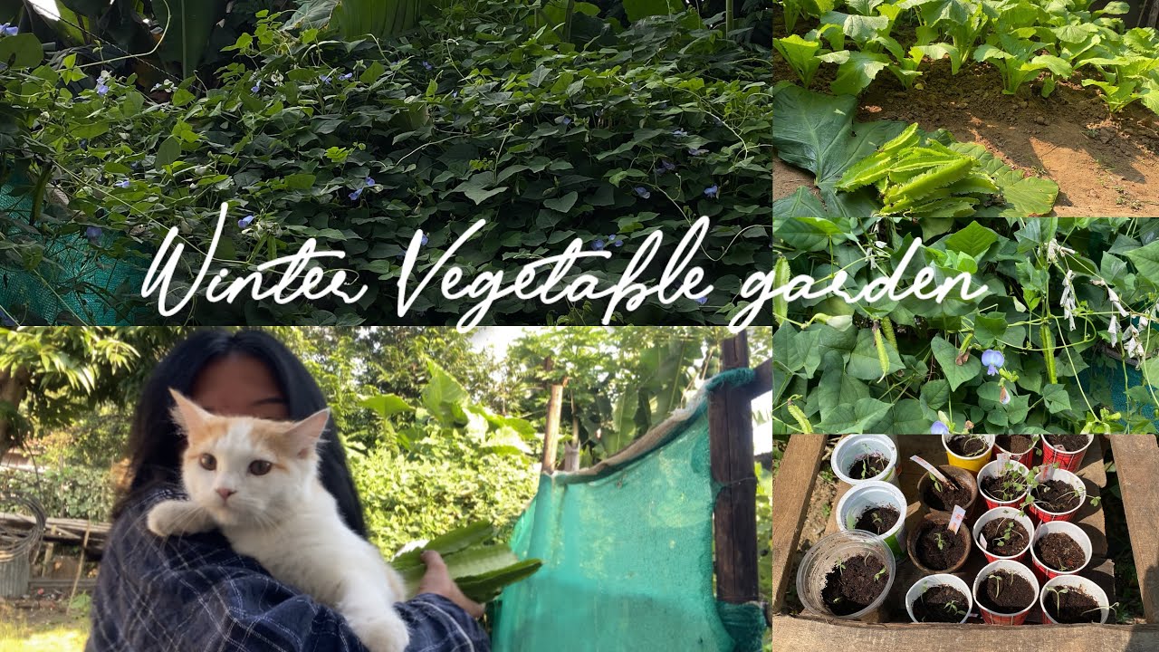 🤍7 Growing winter vegetables and preparation 🌱 