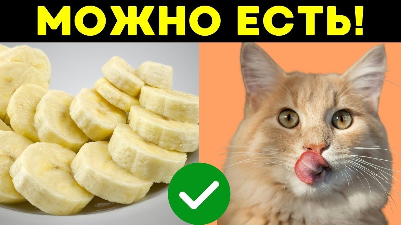 13 продуктов с человеческого стола, которые ПОЛЕЗНЫ для кошек! (Ты не поверишь!)